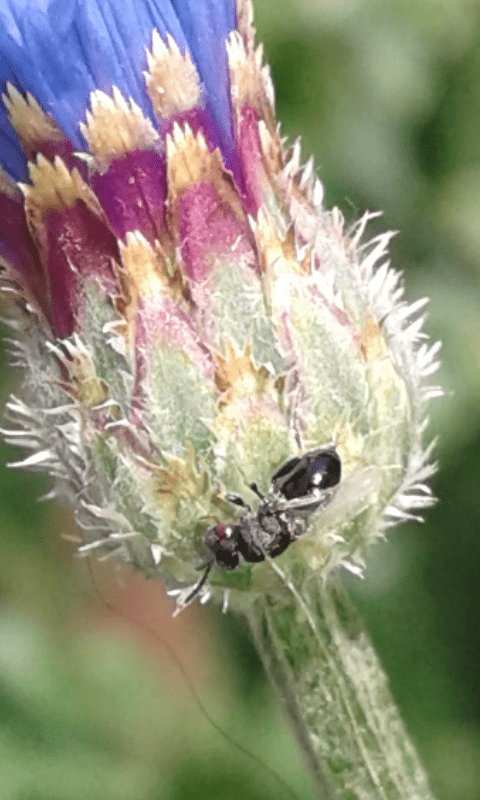 Superfamiglia Chalcidoidea : Torymidae? 2